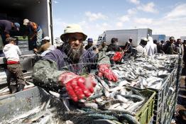 Image du Maroc Professionnelle de  Le système de la chaîne humaine pour vider la cale du bateau remplie de poissons encore vivat ! Les ouvriers s'activent énergiquement sans perdre de temps à faire passer de l’un à l’autre le panier en plastique rempli de sardines vivantes, cette dynamique dans le but de conserver la sardine toute fraîche durant l’opération de débarquement au Port de Laayoune, Lundi 8 Mars 2010. (Photo / Abdeljalil Bounhar) 